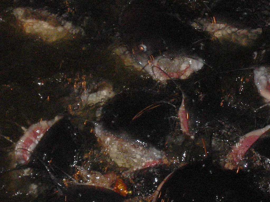 ...at Night, the Catfish FeedingFrenzy... It's longstand… Flickr