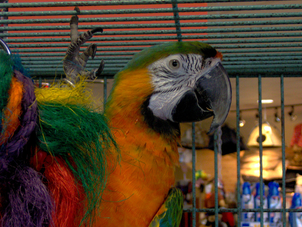 Parrot A petstore parrot... The RenaudFamily Flickr