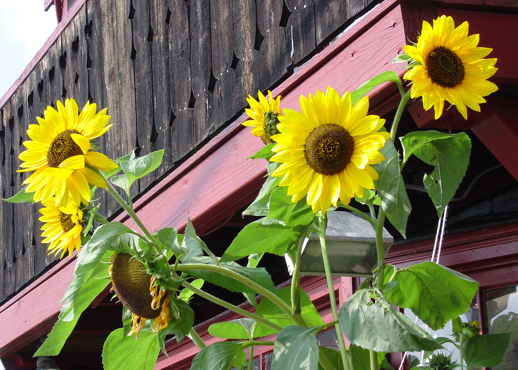 Boston Sunflowers ada21075 Flickr