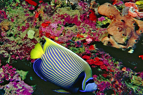 The sea royalty Meet the sea royalty the Emperor Angelfi… Flickr