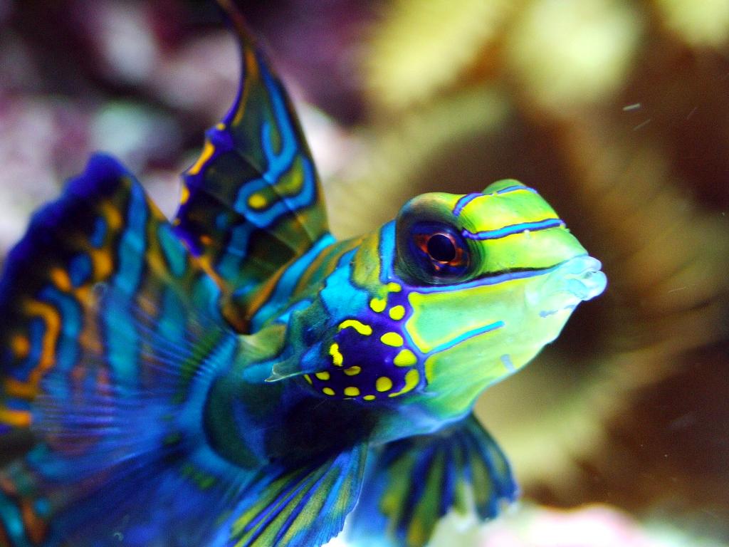 Blue Mandarin PHOTO HINT for aquarium shots, I press the ??? Flickr