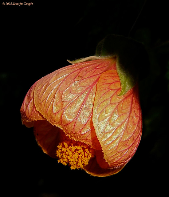 Flowering Maple 0910 Jennifer Flickr