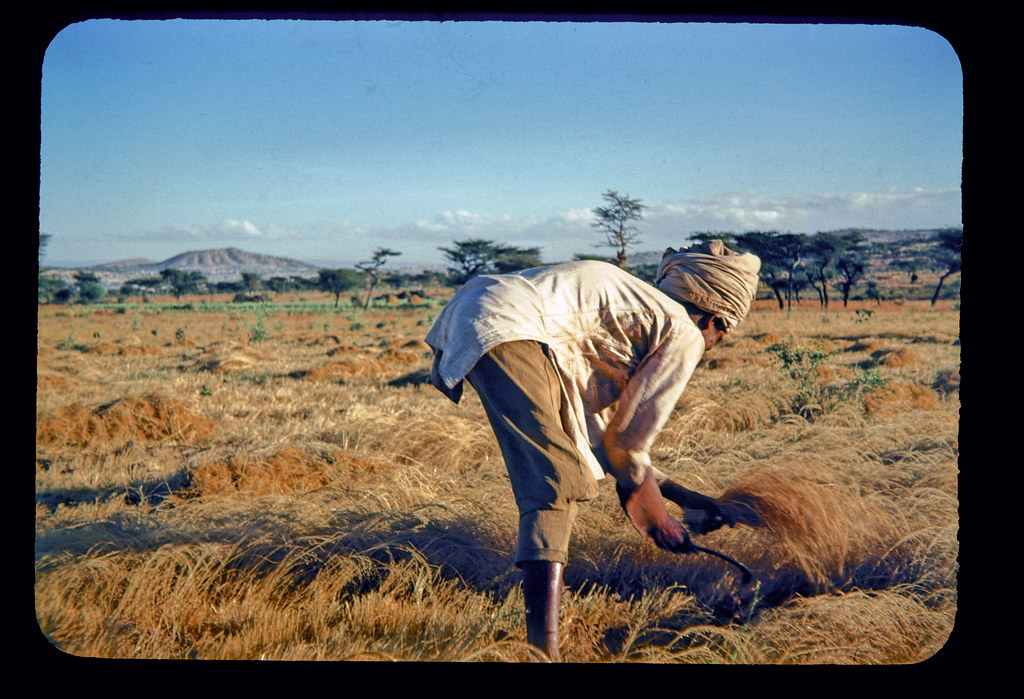 Harvesting grain by hand in Ethiopia Cutting grain by hand… Flickr