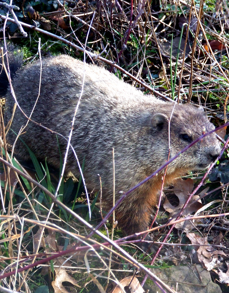 woodchuck 1 Dave Bonta Flickr