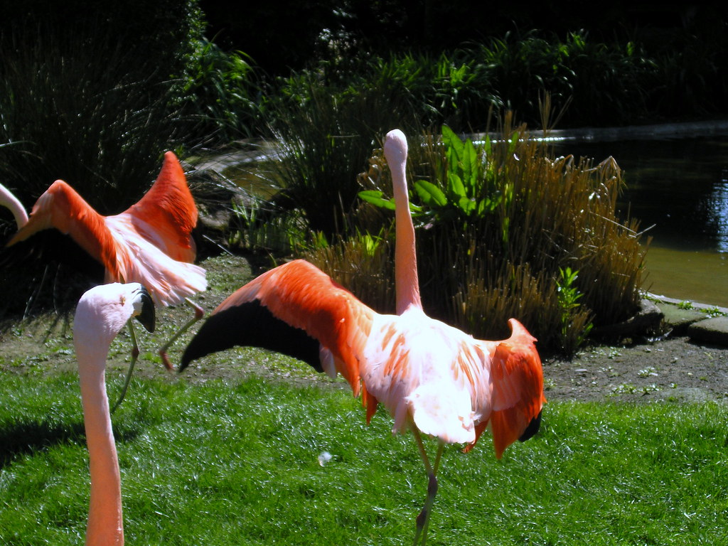 Dancing Flamingos A bunch of flamingos dancing. Christopher Wood