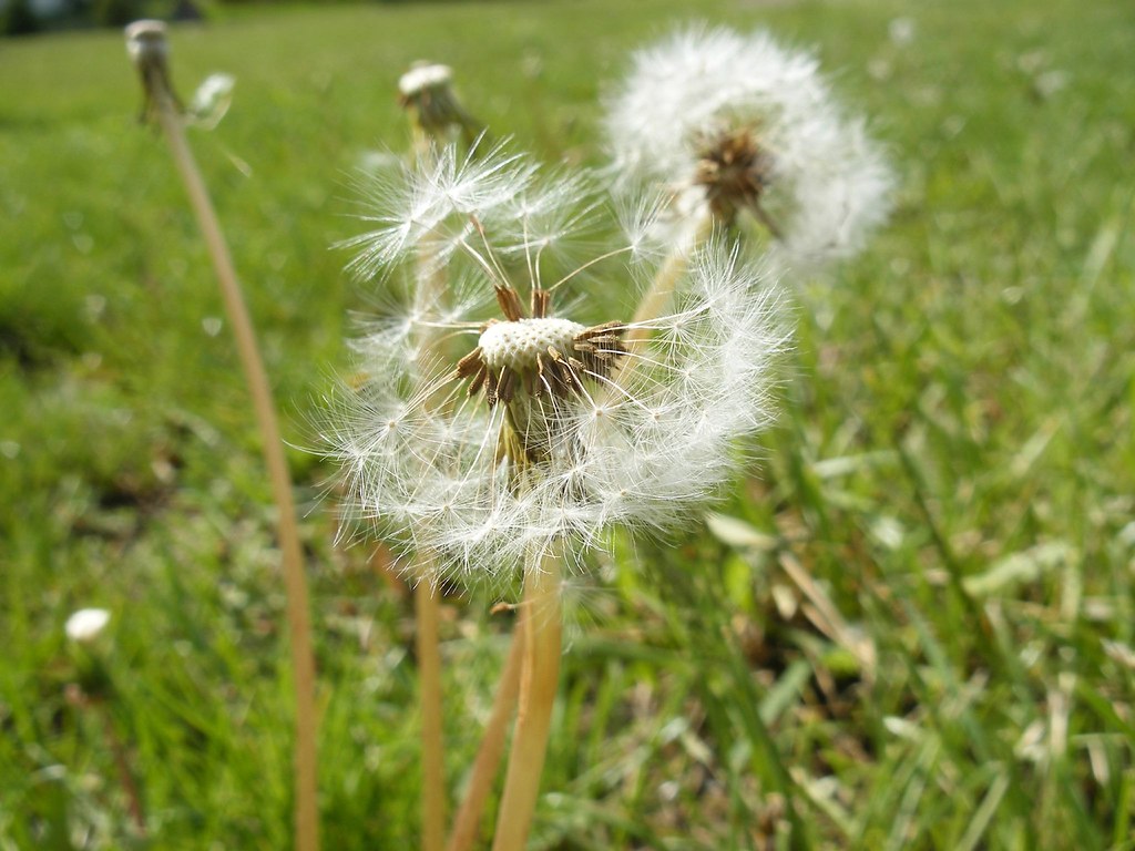 5 A dandelion patch. Elegante Flickr
