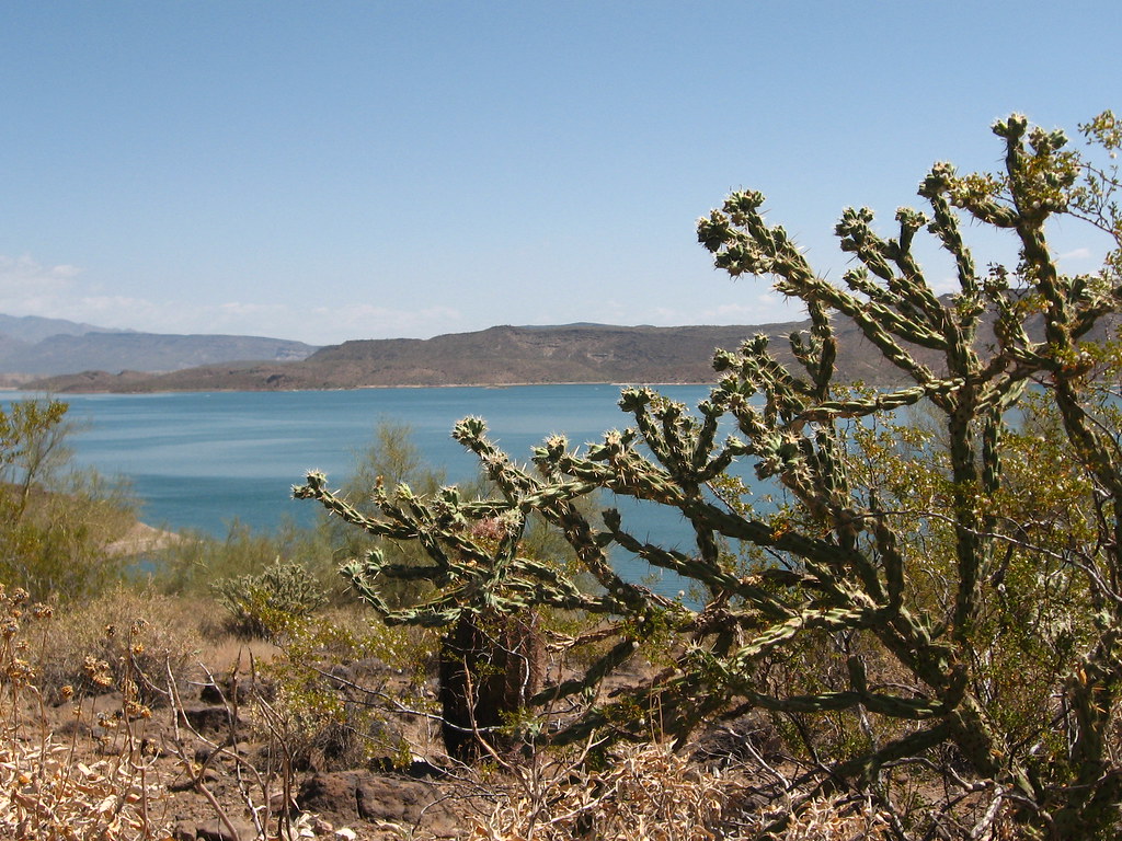 Lake Pleasant 3 some other kind of cactus at the lake zarquon7 Flickr