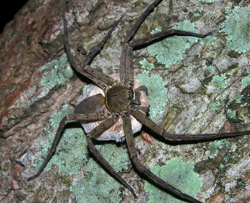 Banana spider (Heteropoda venatoria), San Blas islands, Panama a