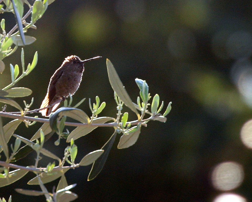 Hummingbird in Olive Tree I think this is a juvenile Anna'… Flickr