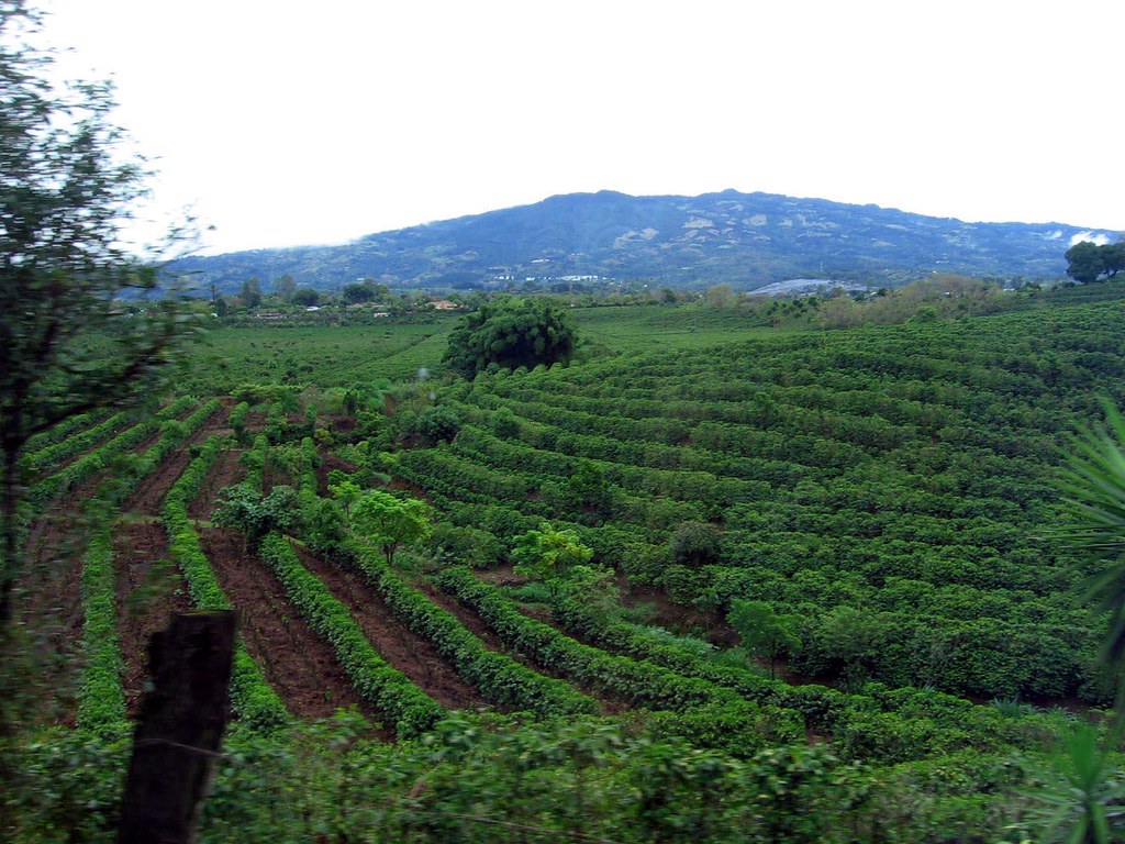 coffee plantation Costa Rica a photo on Flickriver
