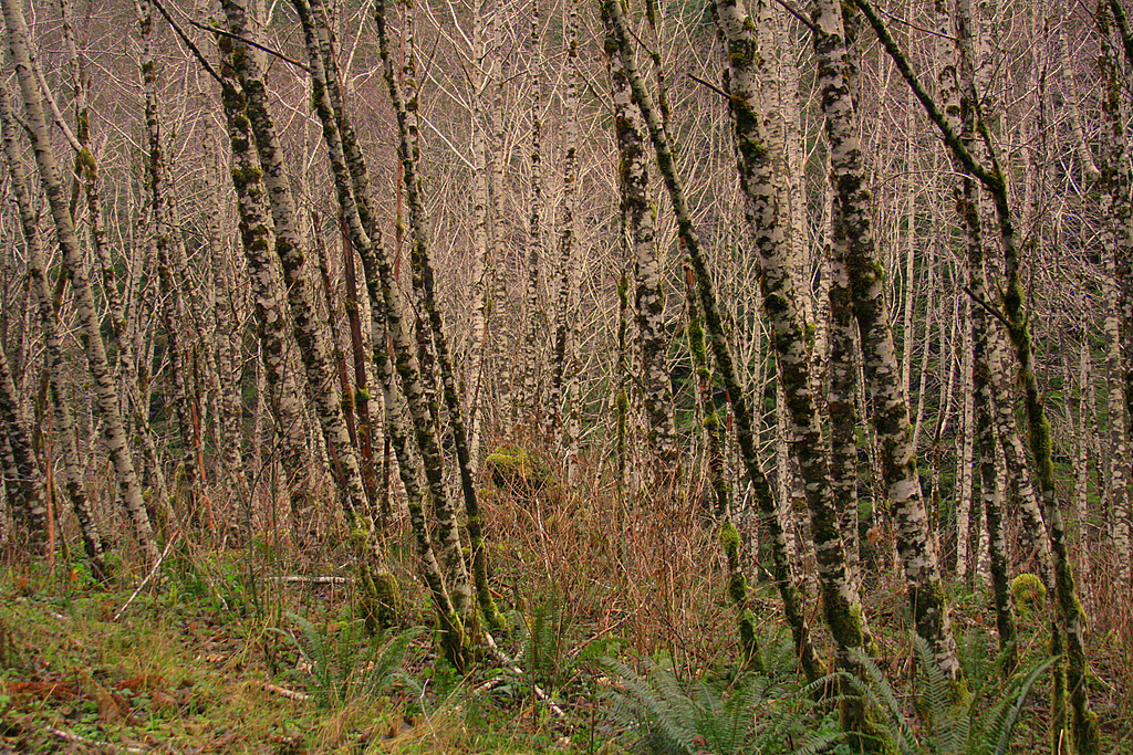 Alderwoods Apartments at Tina Chouinard blog