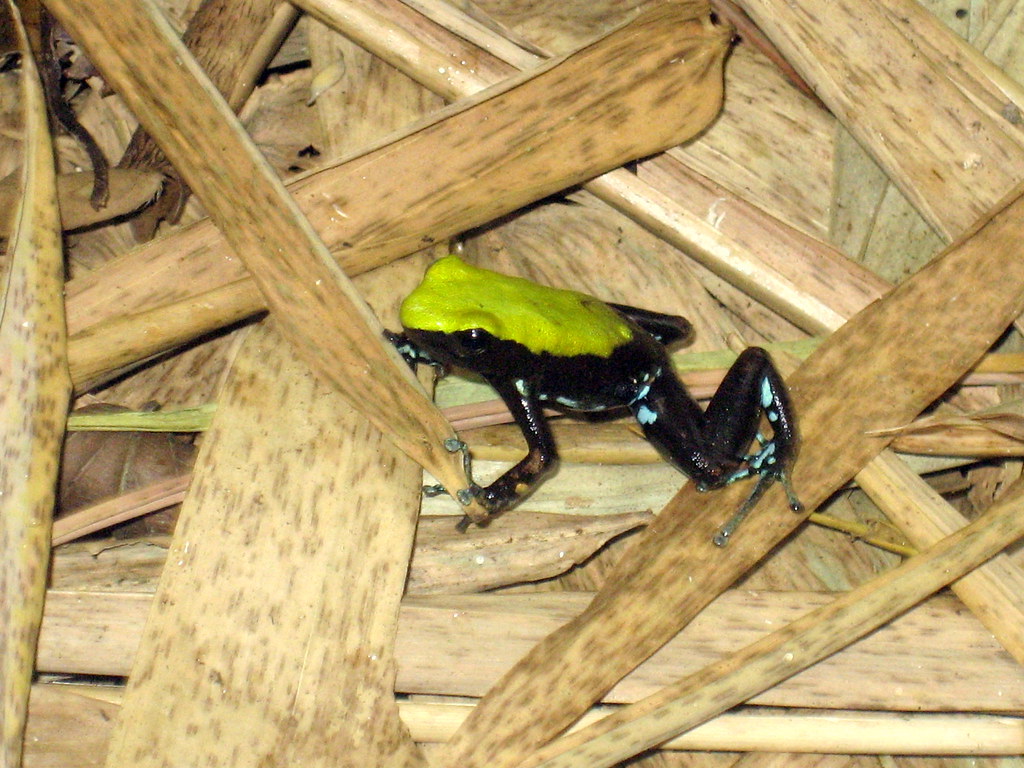 Madagascar animals and plants Flickr