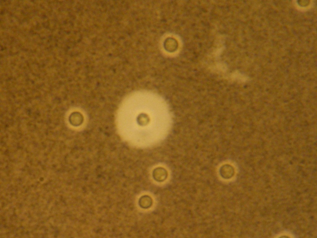 India Ink Stain Result As illustrated in this picture, som… Flickr