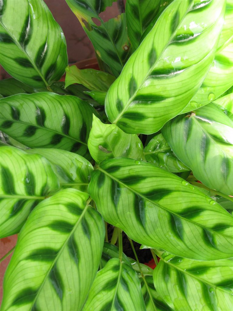 november28 002 The plant I bought in Chica, Panama