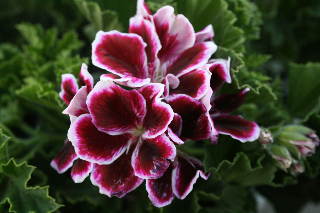 Geranium 'Regal Imperial' (Martha Washington) Martha Washi… Flickr