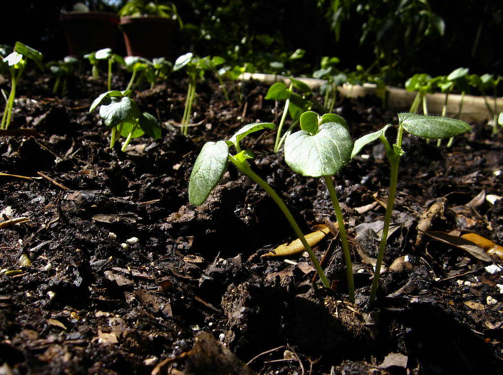 Baby Squash We're scaling back this year, planting only ok… Flickr