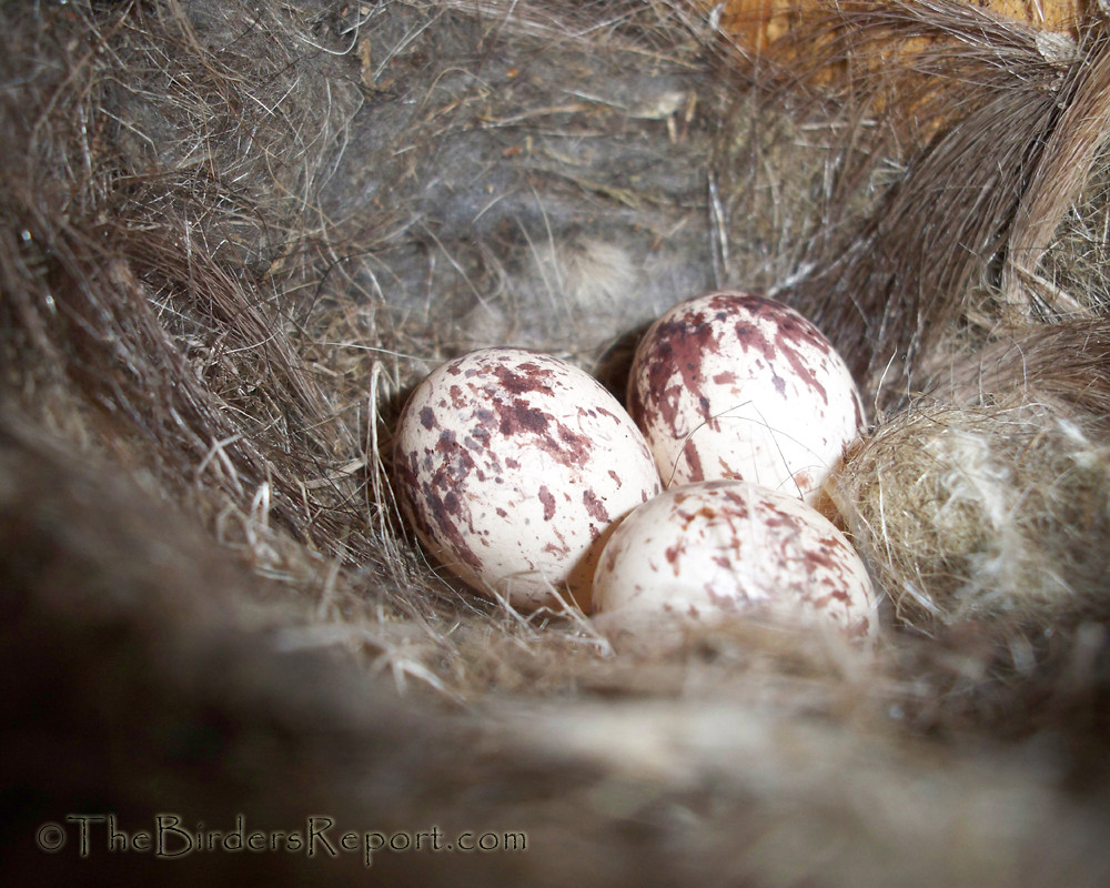 10 Other Birds That Nest in Bluebird Houses Bluebird Landlord