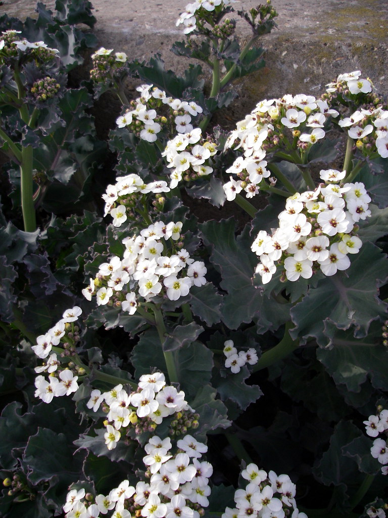 Sea Kale 2 Sea Kale in flower on Bexhill beach. the justified