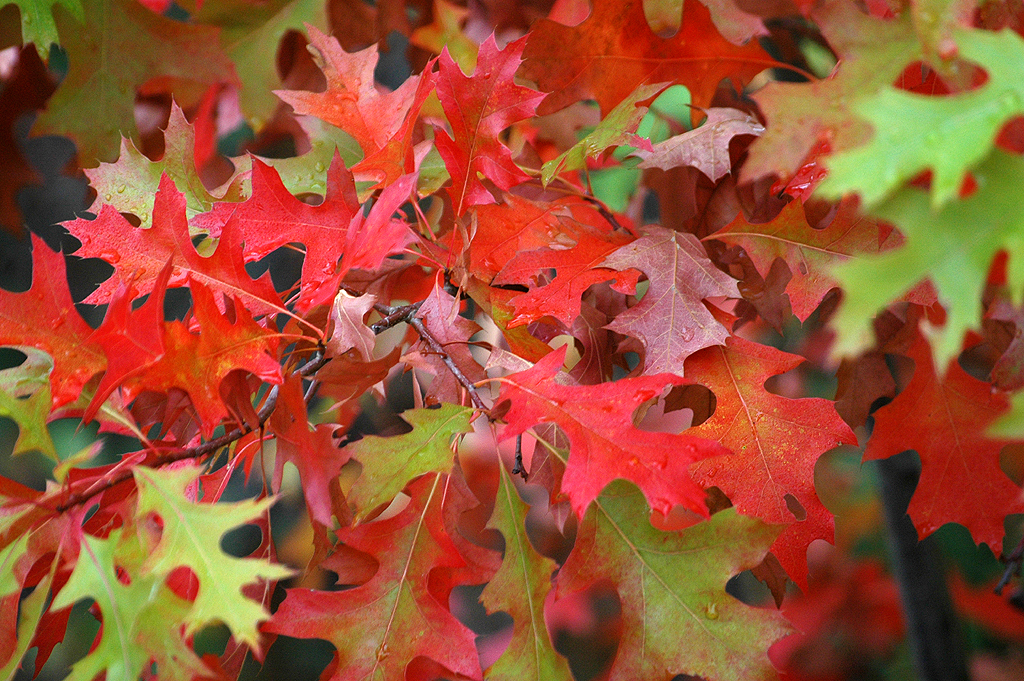 Oak Leaves in Fall Colours I think this is a small oak tre… Flickr