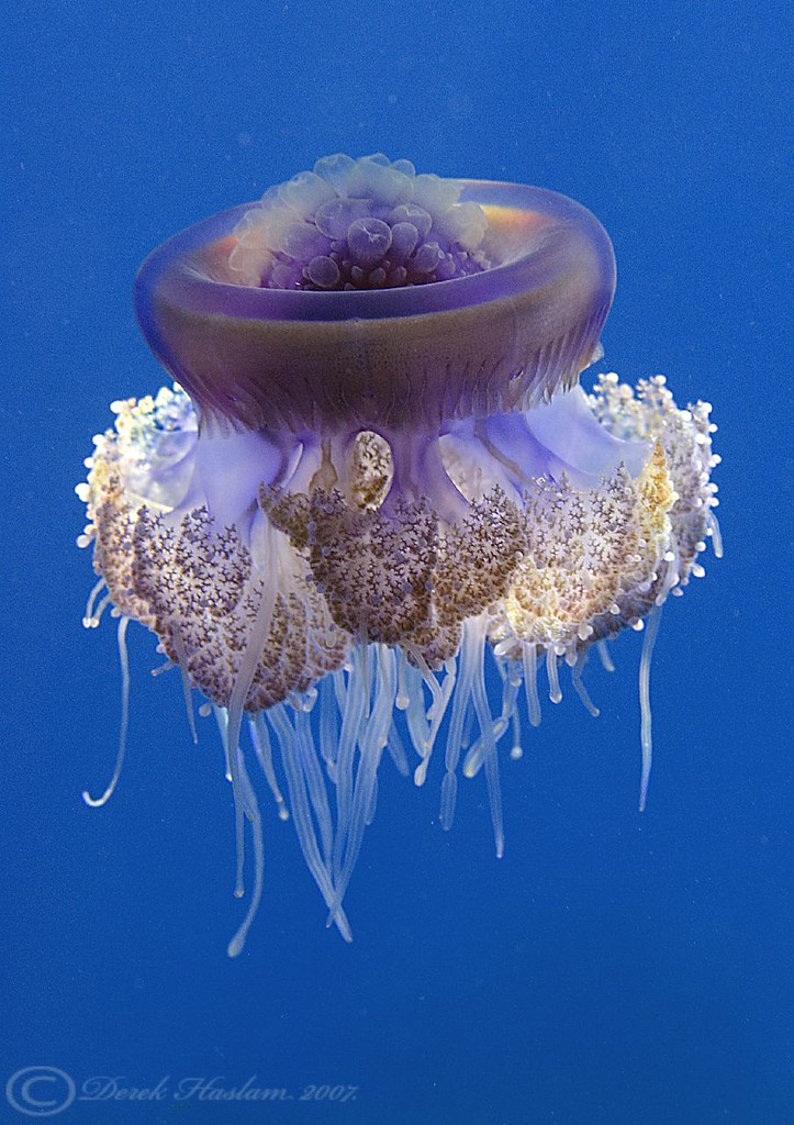 Cauliflower jellyfish. Derek Haslam Flickr
