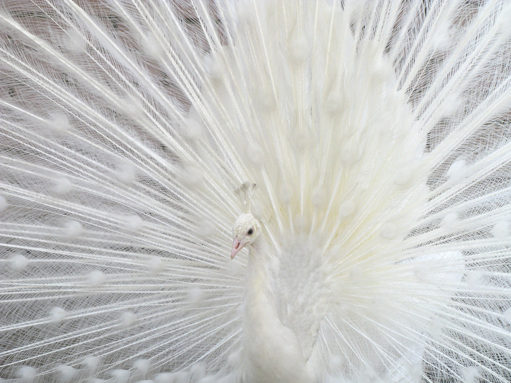 Uros Petrovic White peacock White peacock is one of the … Flickr