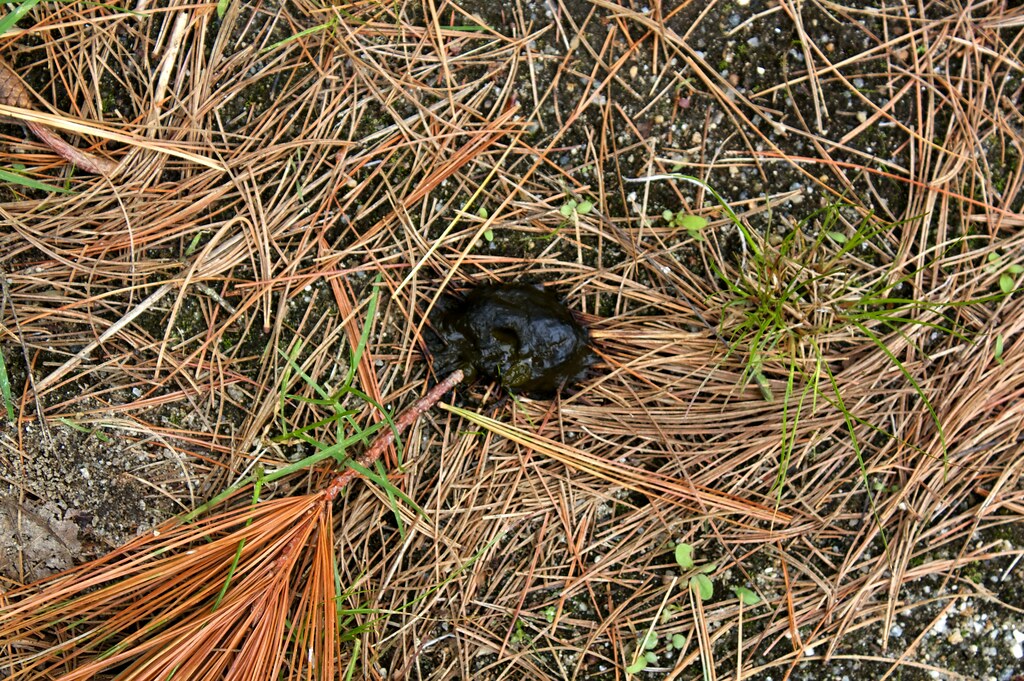 What Does Turkey Poop Look Like AnimalsPick