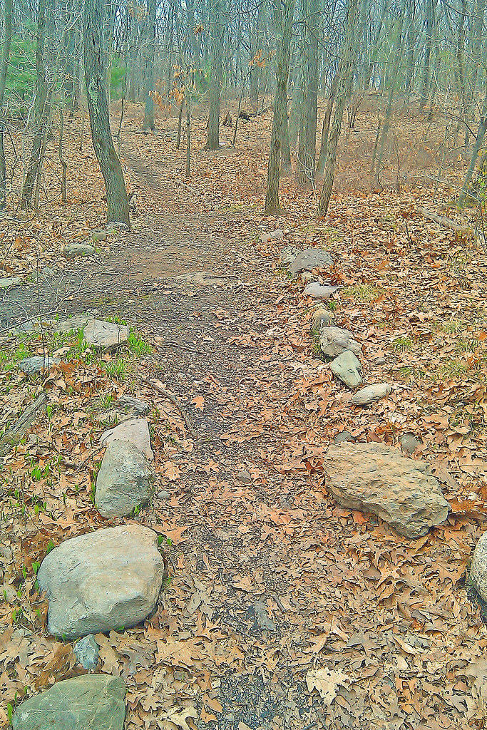 Allandale Woods, Path lizkdc Flickr