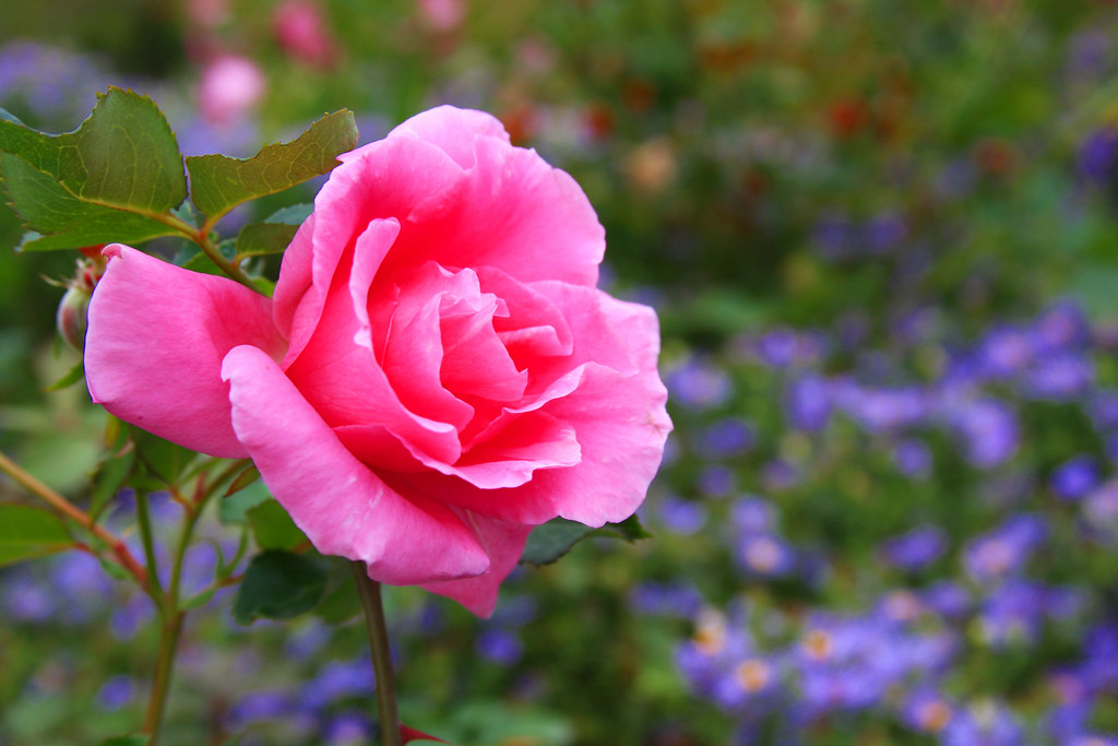 Pink rose Pink rose stands out so perfectly smvoght323 Flickr