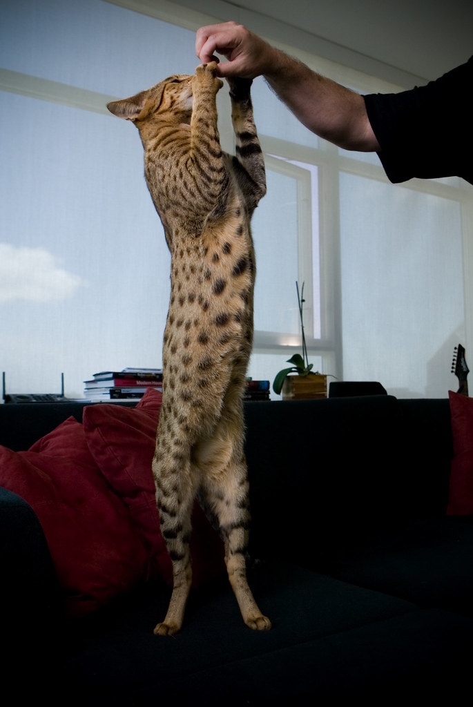 The Ashera Cat The rarest domestic cat available is called… Flickr