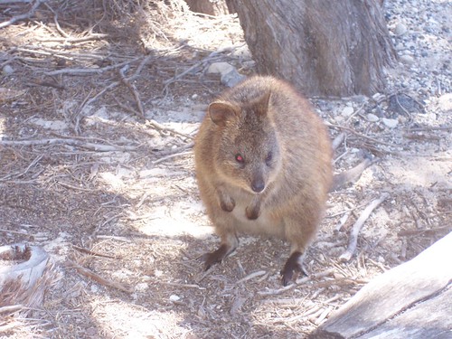 Rottnest island, Western Australia The quokka..."In the wi… Flickr