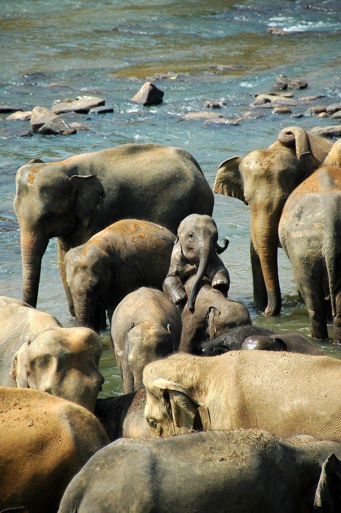 smiling baby elephant Baby elephants playing around while … Flickr