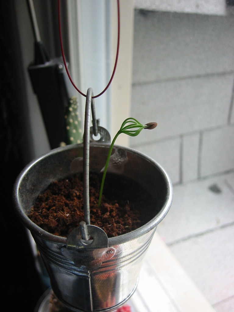 'Christmas Tree Grow Kit' from Target Interesting how the … Flickr