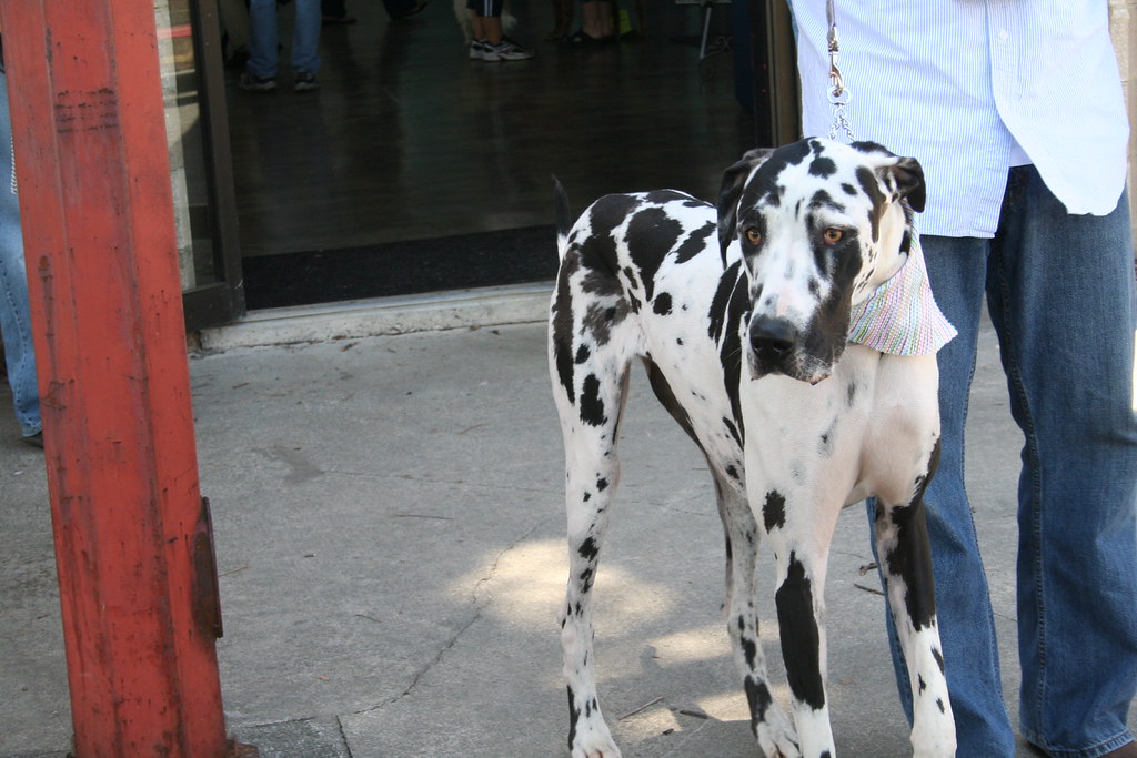 Spotted Great Dane 2 Nona Nelson Flickr