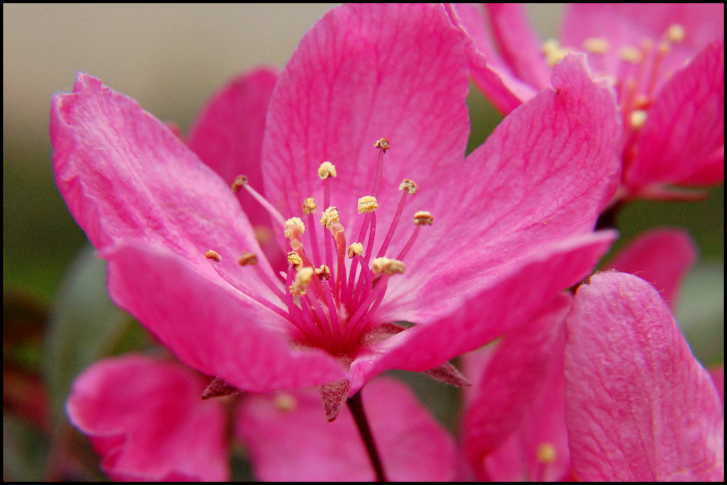 Apple Blossom Time Crab apple blossom. Actual size around … Tom