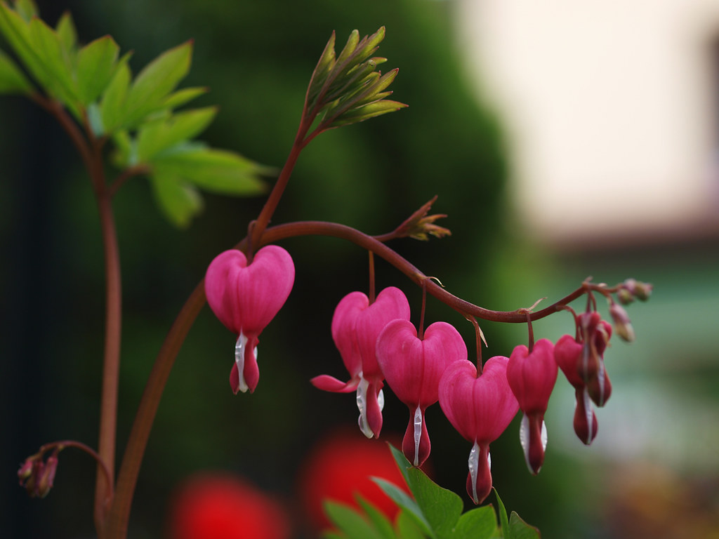Tränendes Herz Dicentra (Bleeding heart) Płaczące serc… Flickr