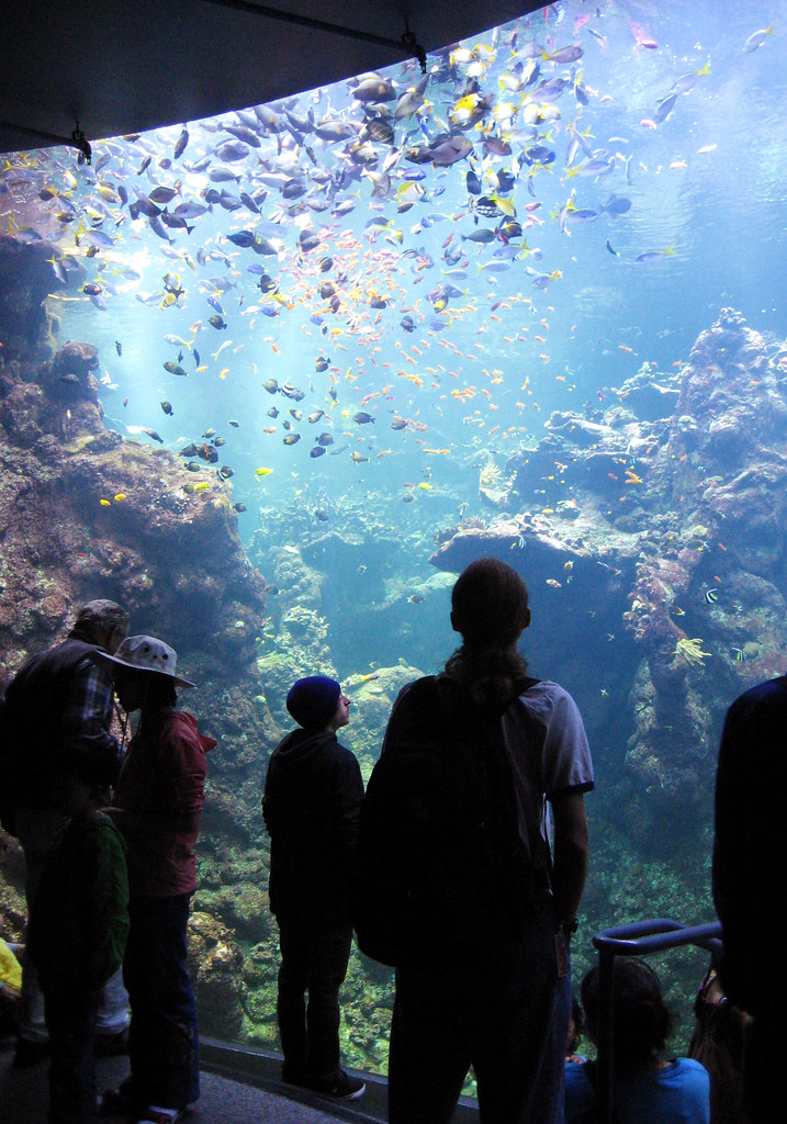 coral reef, feeding time in the California Academy of