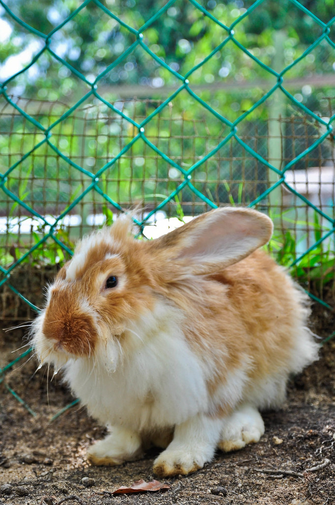 Rabbit Farm 养兔场 Bukit Tinggi, Pahang 武吉丁宜高原彭亨州 青蛙 Frog Flickr