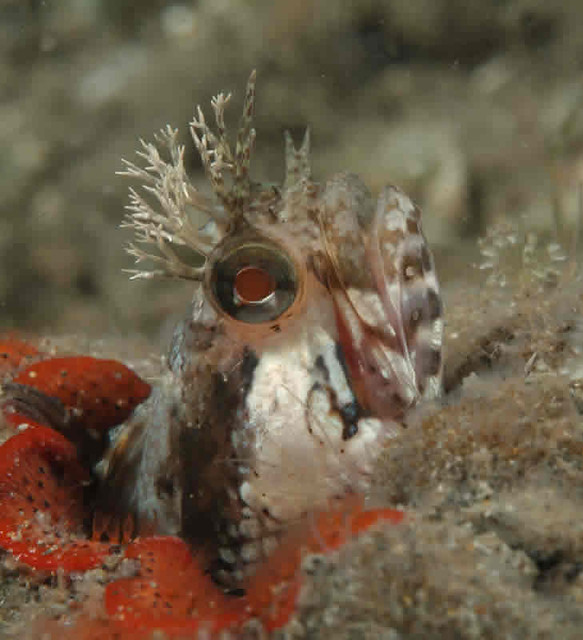 Onespot fringehead with bad hair day Ken Bondy Flickr