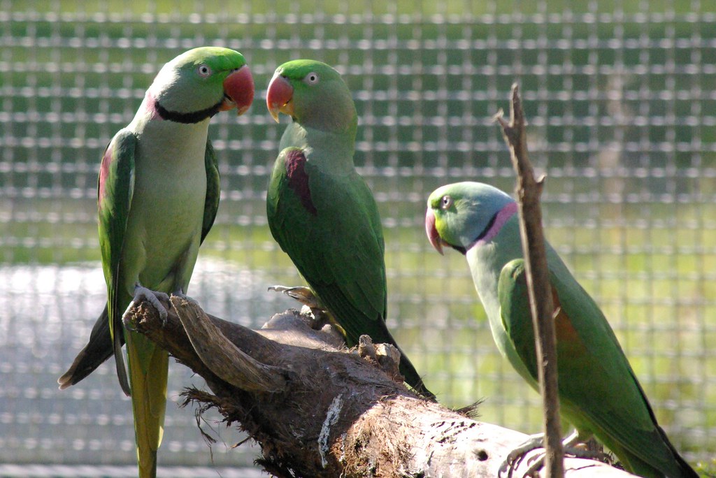 Alexandrine Parrots one of my breeding pairs David Sweeney Flickr