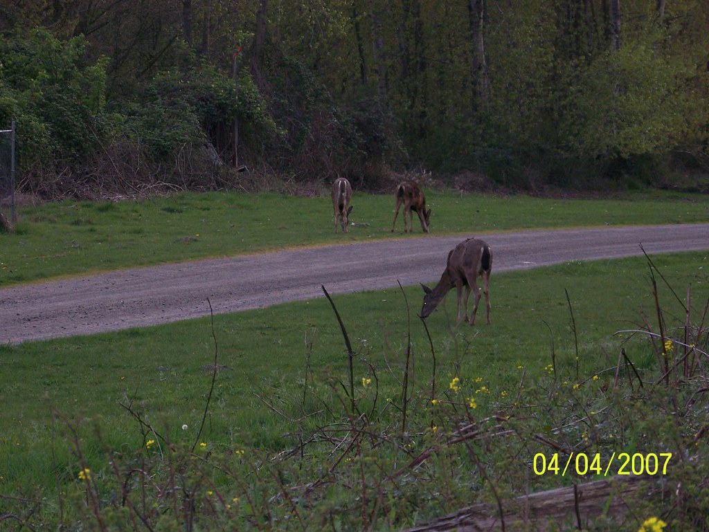 Trailer Parks Longview Wa at Eugene Mcmurray blog