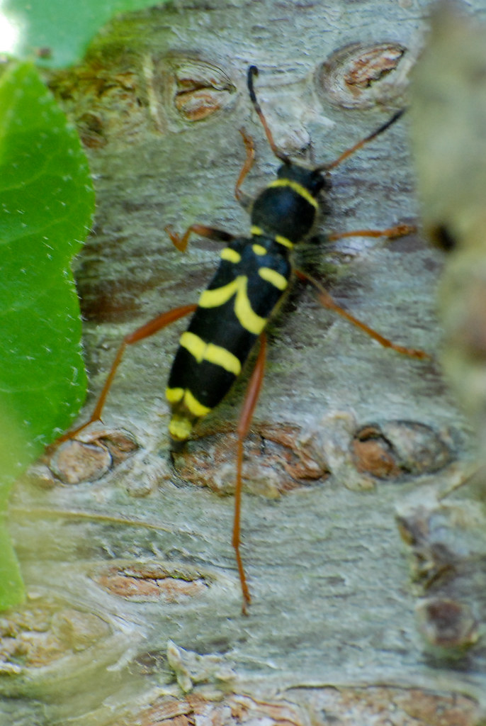 Black and yellow bug barnybug Flickr