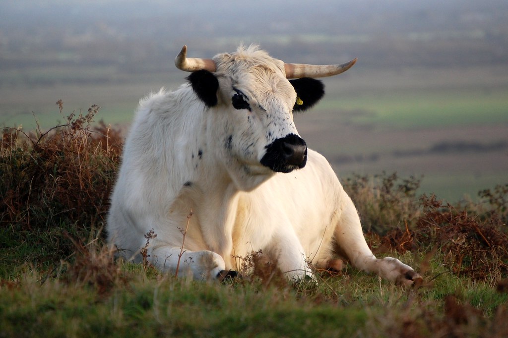 Rare breed White Park cattle Grazing on NT land at Brean D… Flickr