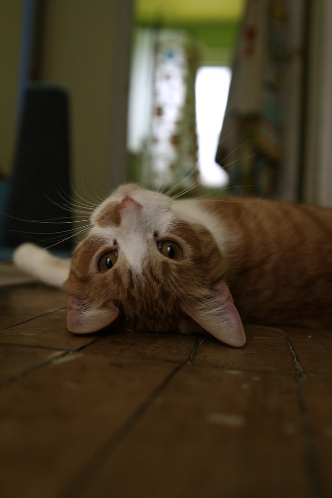 upside down cat in upstairs hallway sharyn morrow Flickr
