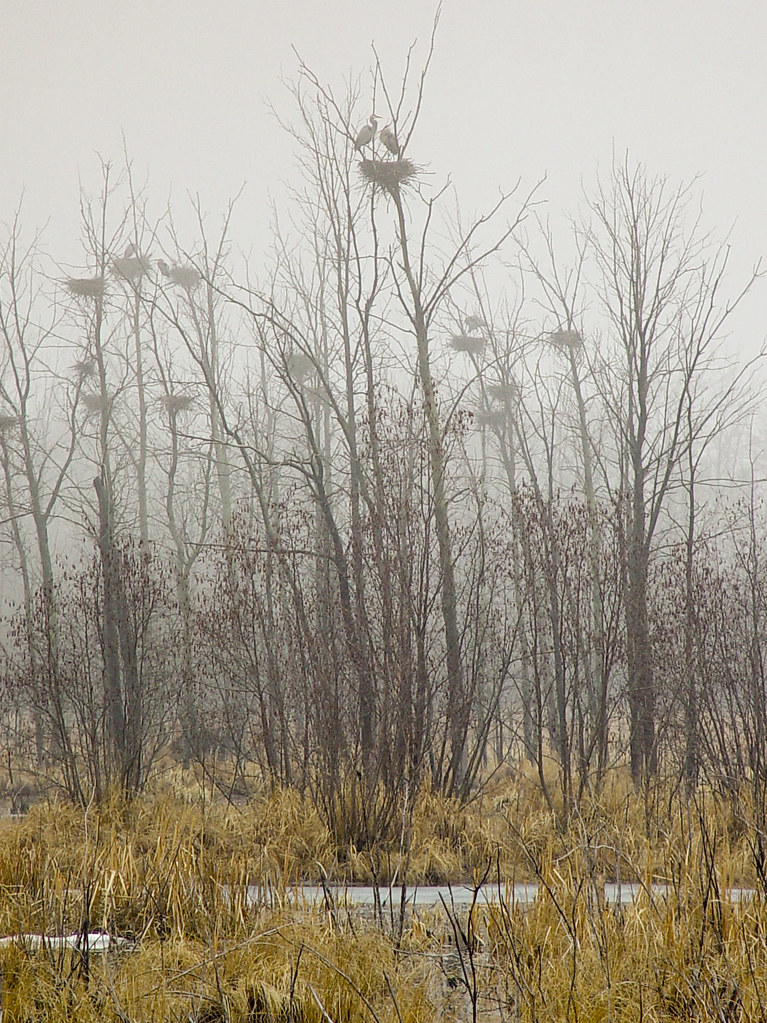 Great Blue Heron Rookery 2Houghton Lake This is an old p… Flickr
