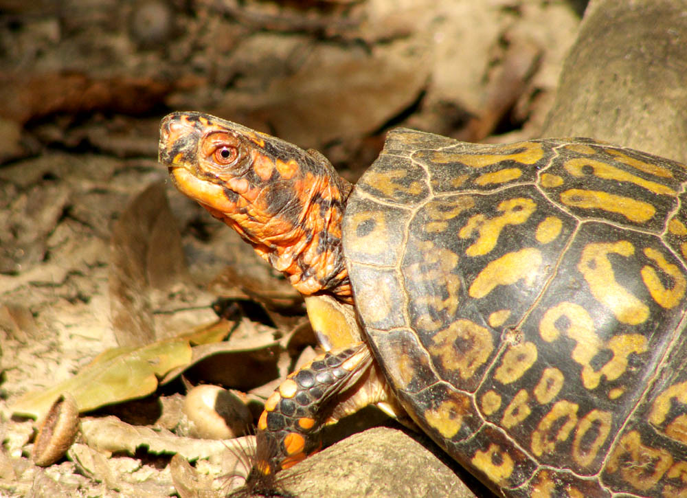 Eastern Box Turtle USA Eastern Box Turtle Terr… Flickr