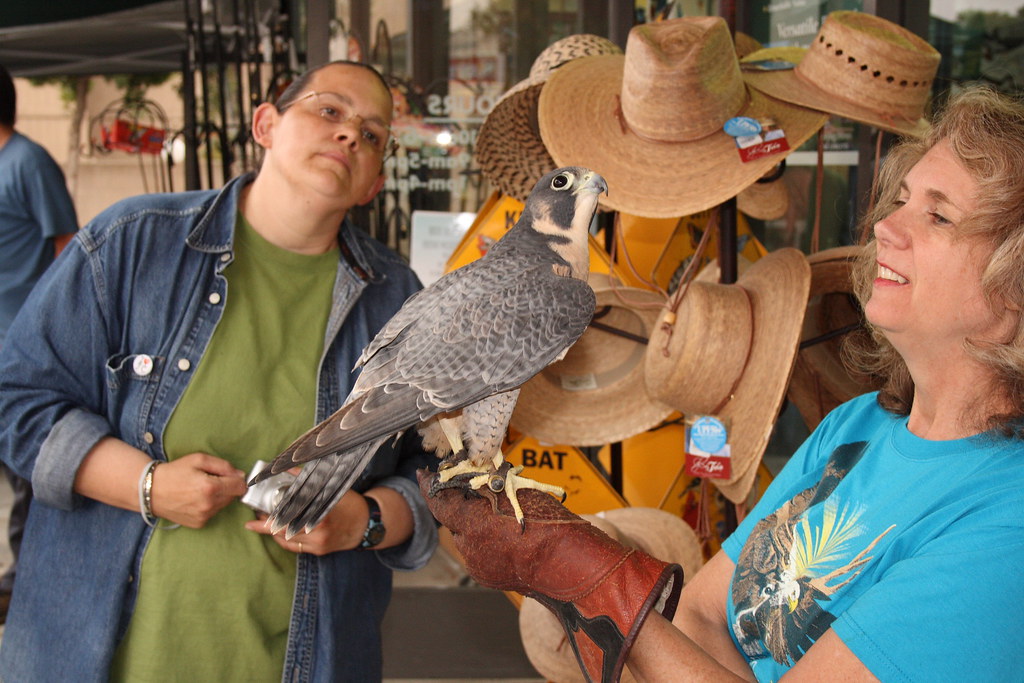 Wild Bird Rescue_00012 "perigrin falcon" Wild Bird Center … Flickr