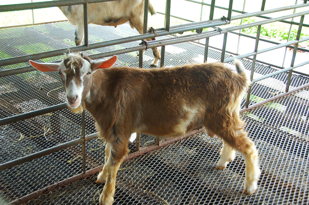 Hay Dairies Goat Farm acroamatic Flickr