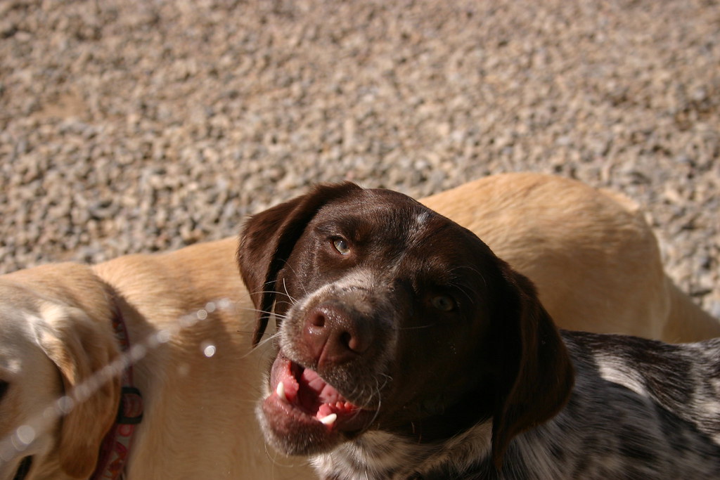 Waterbottle spray We use the water bottle to correct dogs … Flickr