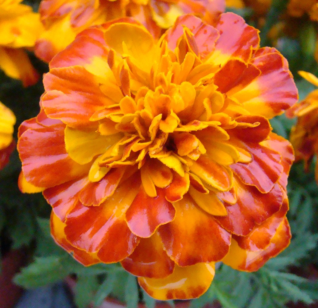 burnt orange flower greenkayak Flickr