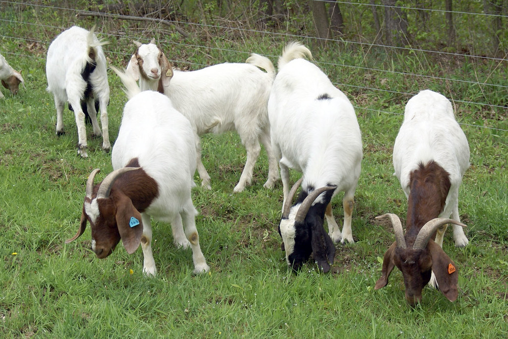 0054 Goodness grows farm goats for sale Jenniferschwalm Flickr
